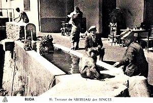 Blida - Terrasse de l'Hotel du Ruisseau des Singes